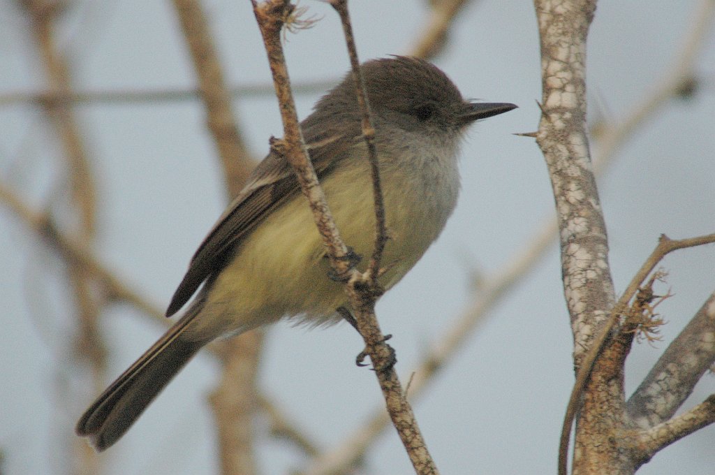 Flycatcher, Galapagos, 2004-11014770.JPG - Large-billed (Galapagos) Flycatcher, Galapagos, 2004